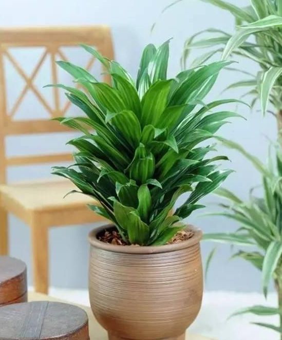 自带气场的太阳神典型的懒人植物且除尘净化空气效果不错