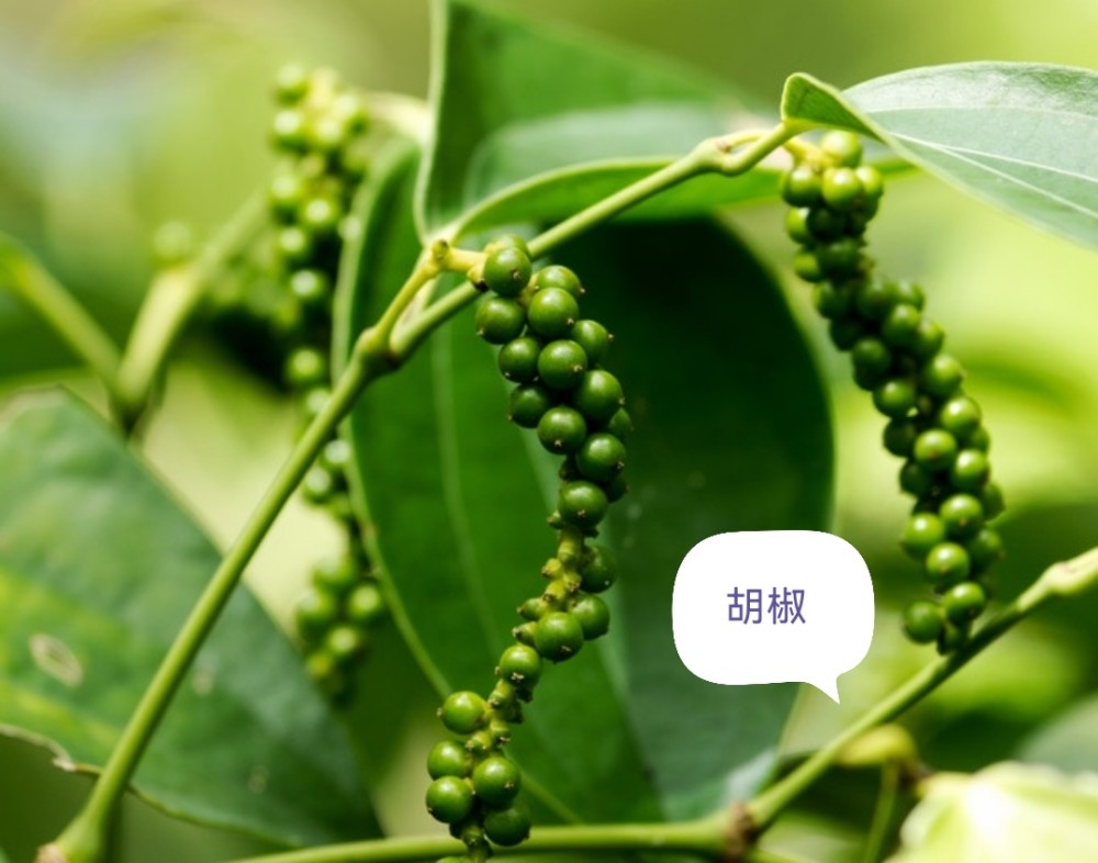中药古今研究:胡椒_腾讯新闻