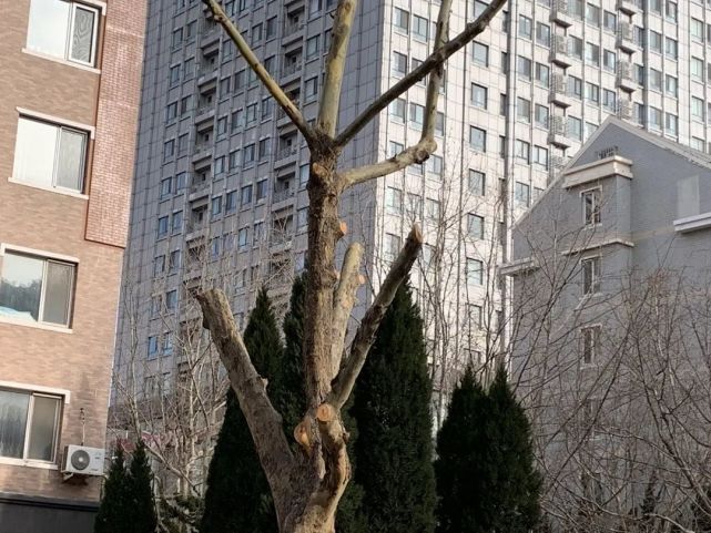 大树"断头",过度修剪?相关部门回应!