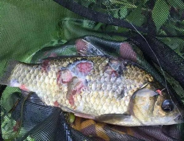 (1)不熟的鱼不能吃很多人吃鱼时,喜欢保留鱼的新鲜感,就会选择吃生