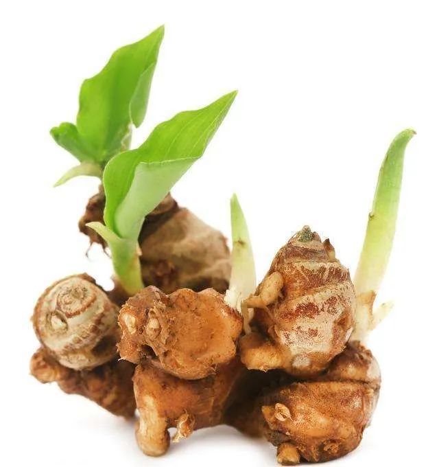 沙姜的功效与作用,沙姜的吃法及做法大全