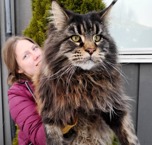 成年的缅因猫足足能长到15公斤重,如果想去抱起它,估计累得够呛.