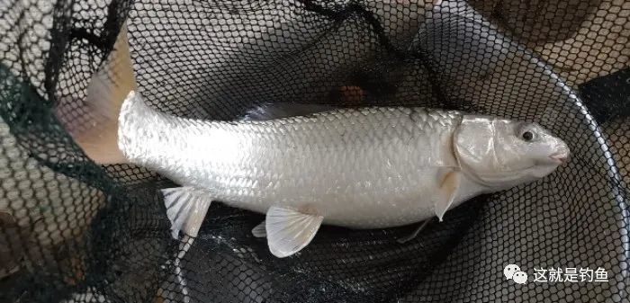 外來入侵魚種麥瑞加拉鯪麥鯪