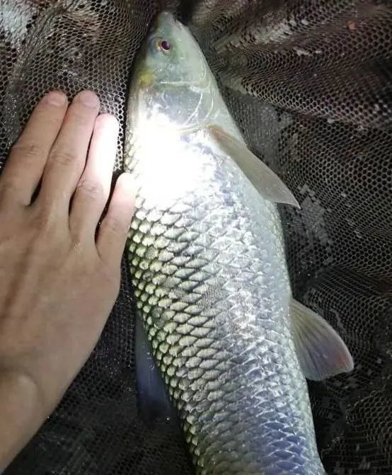 外來入侵魚種麥瑞加拉鯪麥鯪