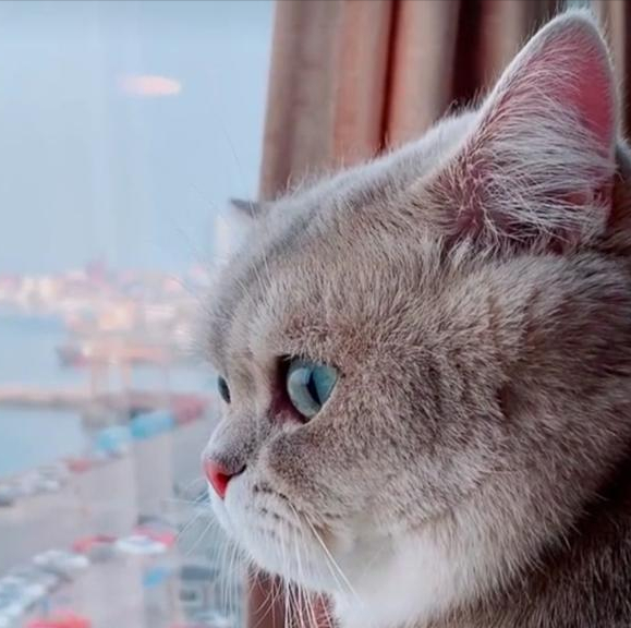 猫咪总是看着窗外的原因希望宠主们都懂