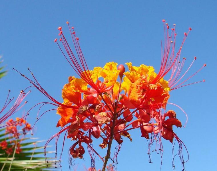 飞凤起舞凤凰花