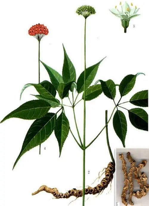 竹节参滋补强壮散瘀止痛止血祛痰