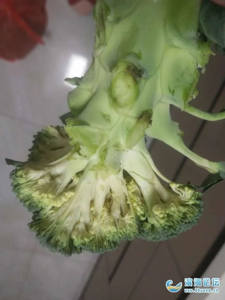 太坑了网友爆料滨海某超市售卖的发霉西兰花