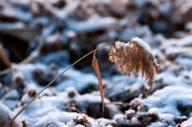 轻盈细雪古诗五首:细雪下帘隙,雪气细吹灯