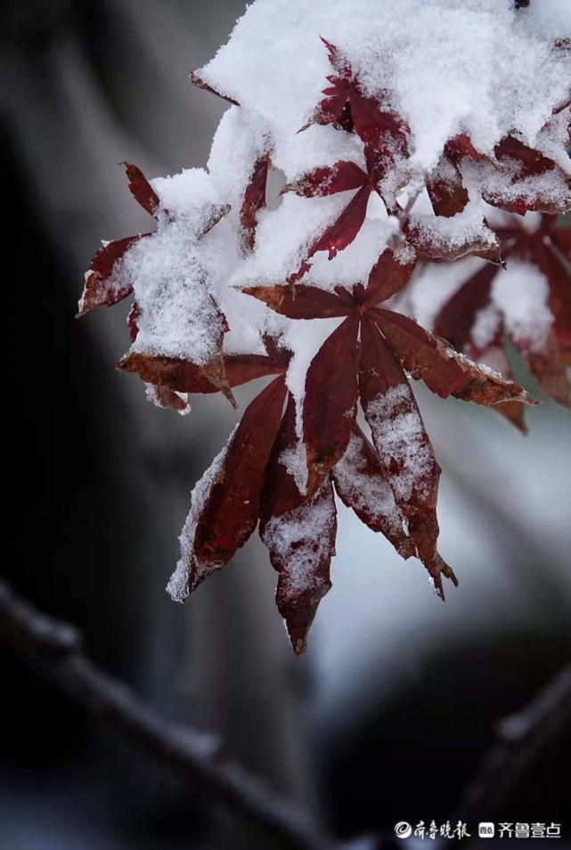 晨起湖拍,树上残叶挂满雪花