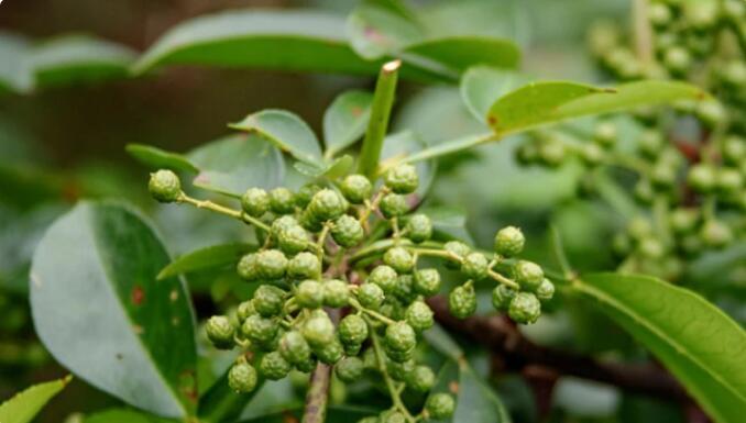 四川多家带青花椒店名餐馆被诉 具体原因是这些 腾讯新闻