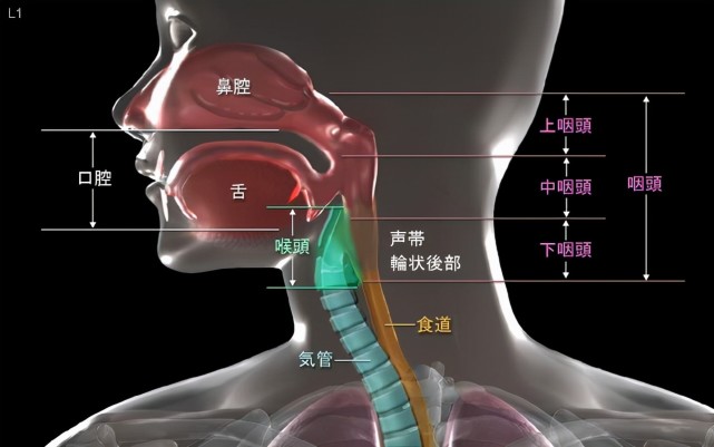 喉咙和气管的位置图片图片