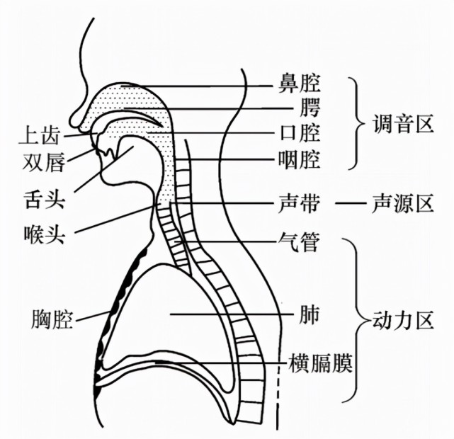 唱歌如何灵活运用发音器官?_腾讯新闻