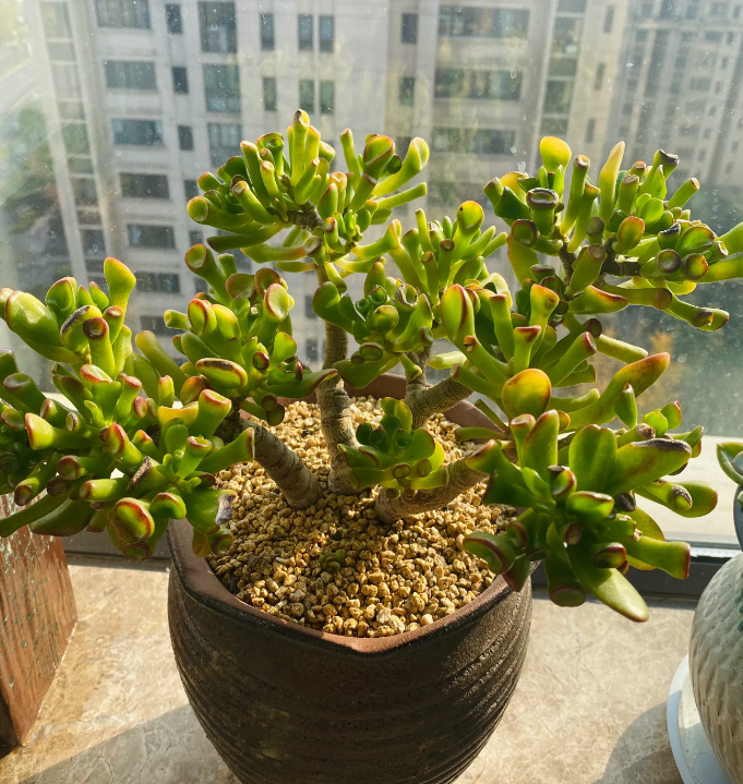 养多肉植物吸财树的注意事项