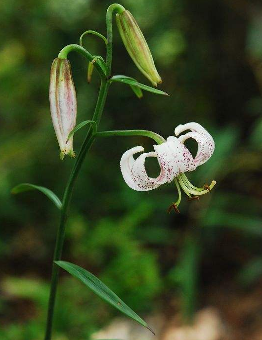 濒危物种凌波微步翩翩欲飞的云裳仙子大理百合