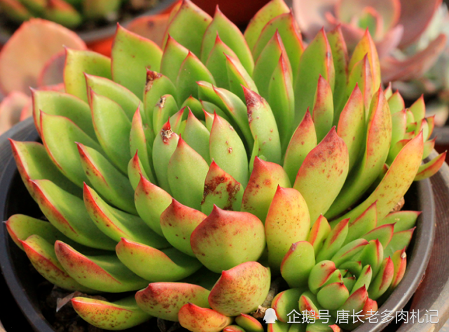 跟圣诞有关的多肉圣诞东云特点鲜明绿叶红边既好养又好看