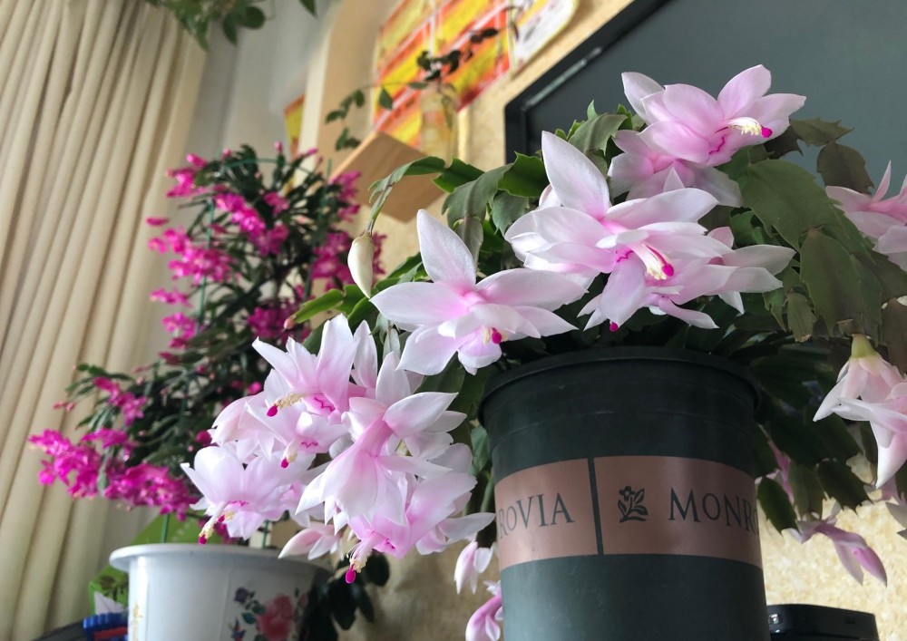 室内盆栽 新宠 圣诞仙人掌 美丽又喜庆 冬春季开花 适合做年宵花 腾讯新闻