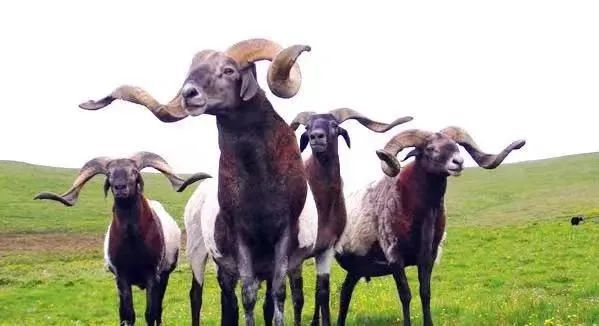 夏河:甘加藏羊荣列全国第一批地理标志