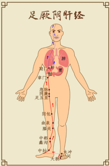 肝最喜欢伸懒腰脾最喜欢揉肚子那心肺肾呢