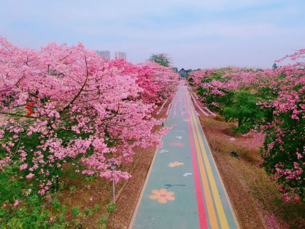 佛山夢裡水鄉百花園賞廣佛後花園花海世界,國潮夢境夜遊燈光秀享極致