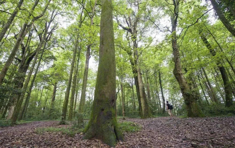 经660多年自然演替为现今富有特色的中亚热带常绿阔叶林,是人类保护