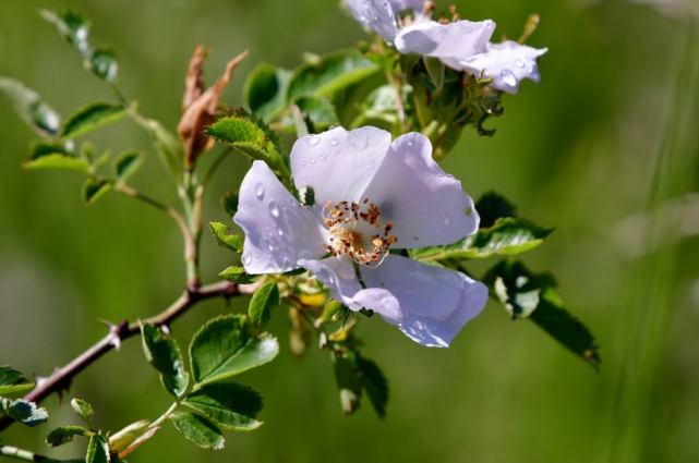 26:光叶蔷薇:追忆