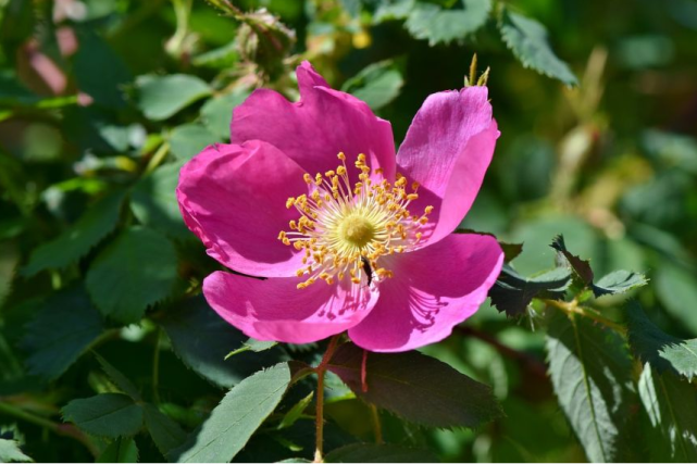 26:光叶蔷薇:追忆