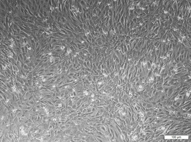 图为显微镜下的骨骼肌细胞