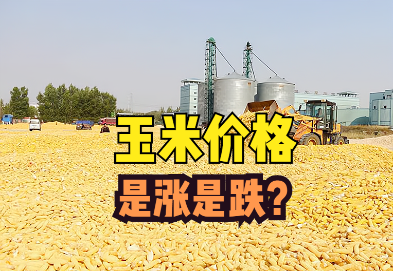 玉米价格难以捉摸华北上涨东北下跌山东稳定后市涨跌预测