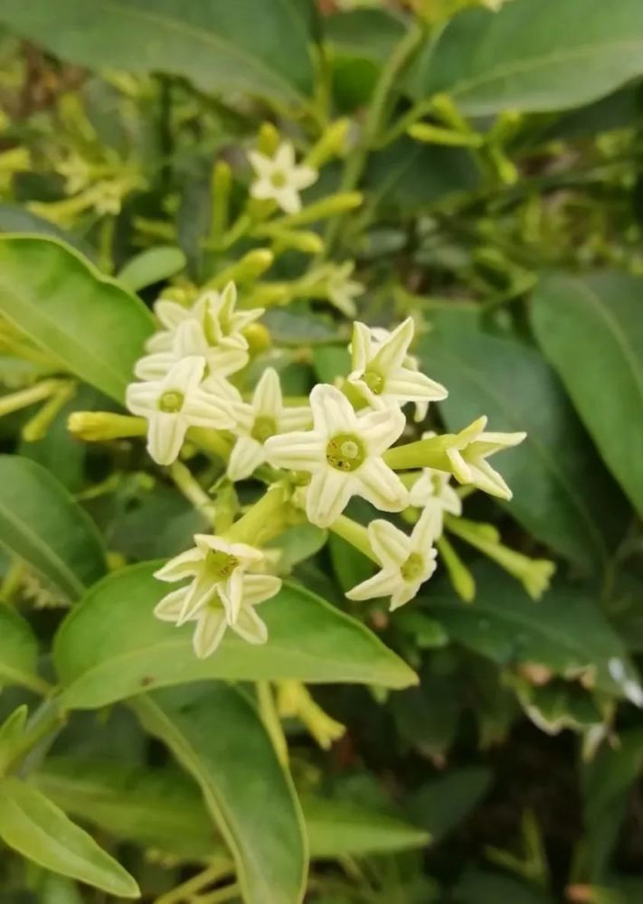 夜晚開花燦爛的夜香樹,室內開花建議剪掉,天氣暖和後搬到戶外養_騰訊