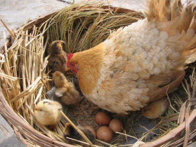 为了吃鸡蛋人们是怎样让正在孵蛋的母鸡停止孵化小鸡的