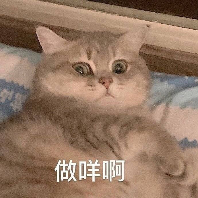 喵喵可爱表情包