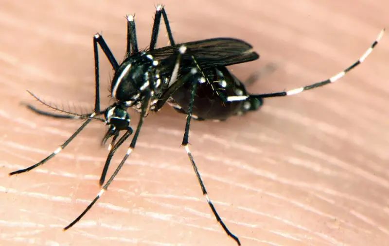 越冬成蚊在来年春天吸血后卵巢即发育而产卵,产生第一代幼虫
