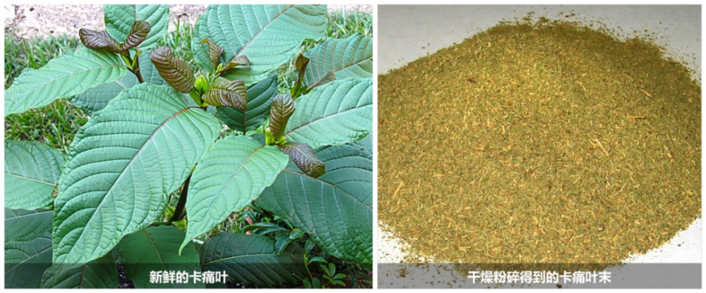 在泰国和东南亚的一些地区,卡痛叶通常被体力劳动者用为兴奋剂,对于卡