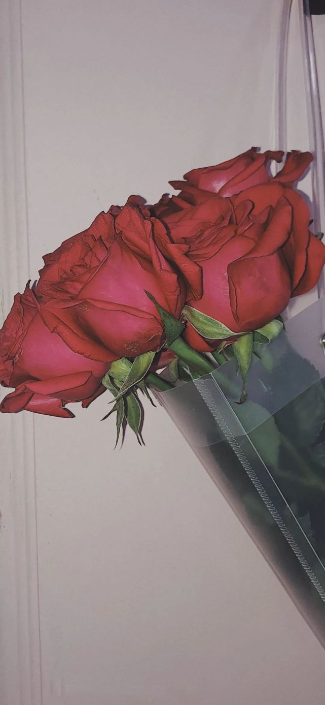 壁纸|鲜艳玫瑰花手机壁纸高清ins