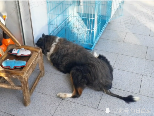 废弃厂狗狗轮着上(废弃工厂被流浪狗群一只一只上我)