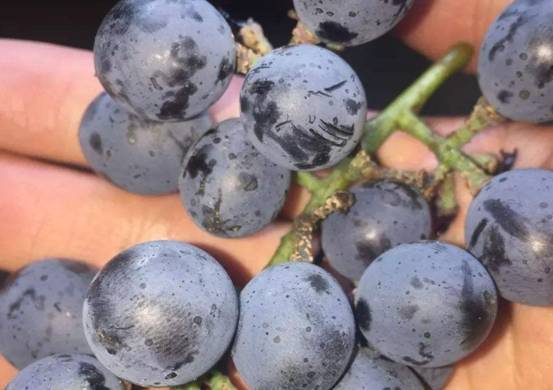 现在买菜都要用湿巾擦一下女子买到染色葱太可怕了