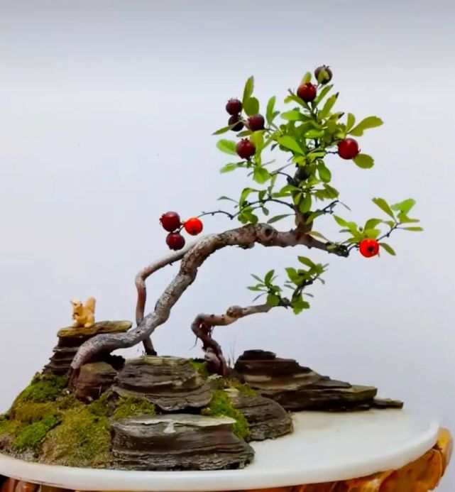 需要注意的是,冬天千万不要将枸杞树放在空调的出风