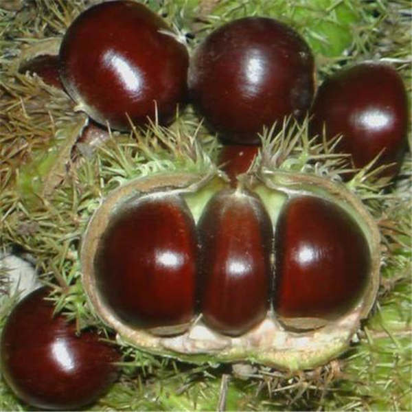 以上便是板栗树苗的优质品种详细介绍,栗子一棵树就可以结许多的果子