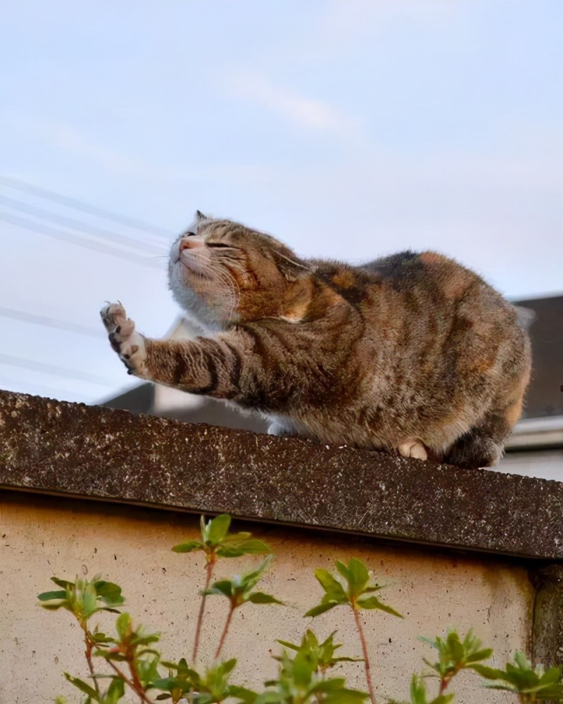 猫咪"伸懒腰"竟有这些含义,现在知道还不晚_腾讯新闻