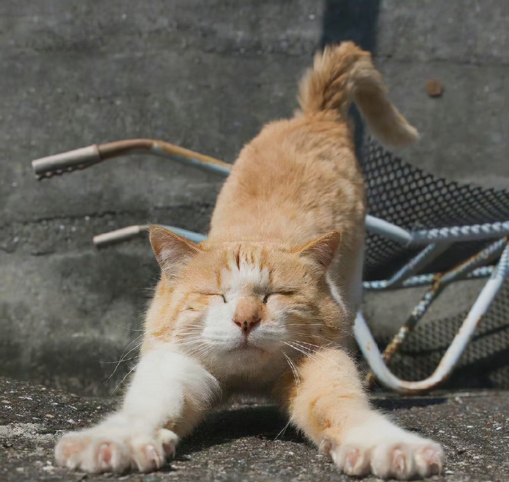猫咪伸懒腰竟有这些含义现在知道还不晚