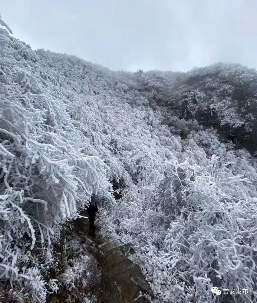 井冈山你看到了吗?