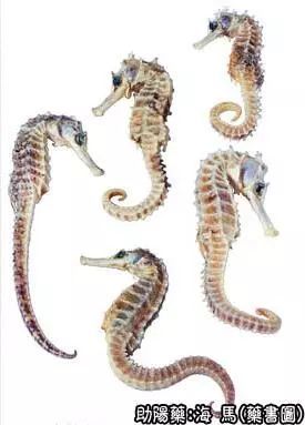 别名:水马,对海马,海蛆[幼小海马]来源:为海龙科动物克氏海马,刺海马