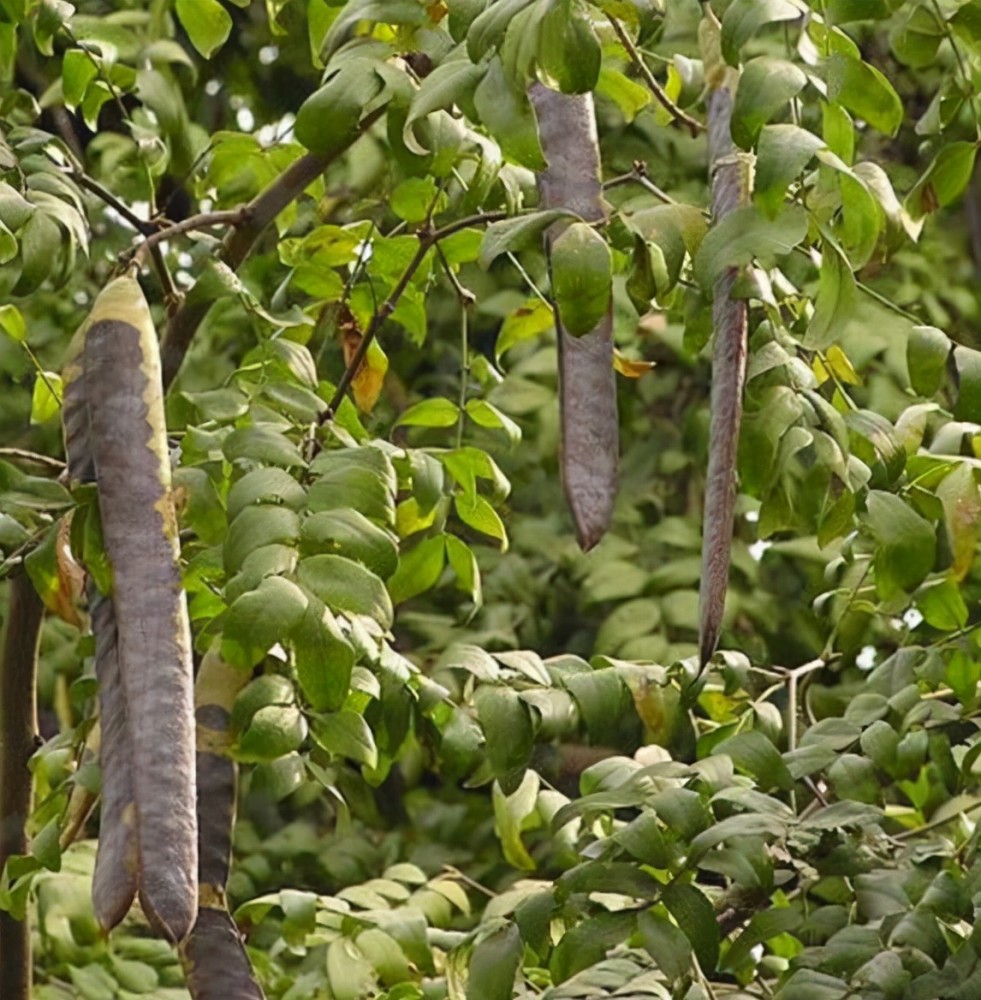 也是很早就被人们用来洗澡,洗衣等,也因为皂荚树很常见,所以皂荚一直