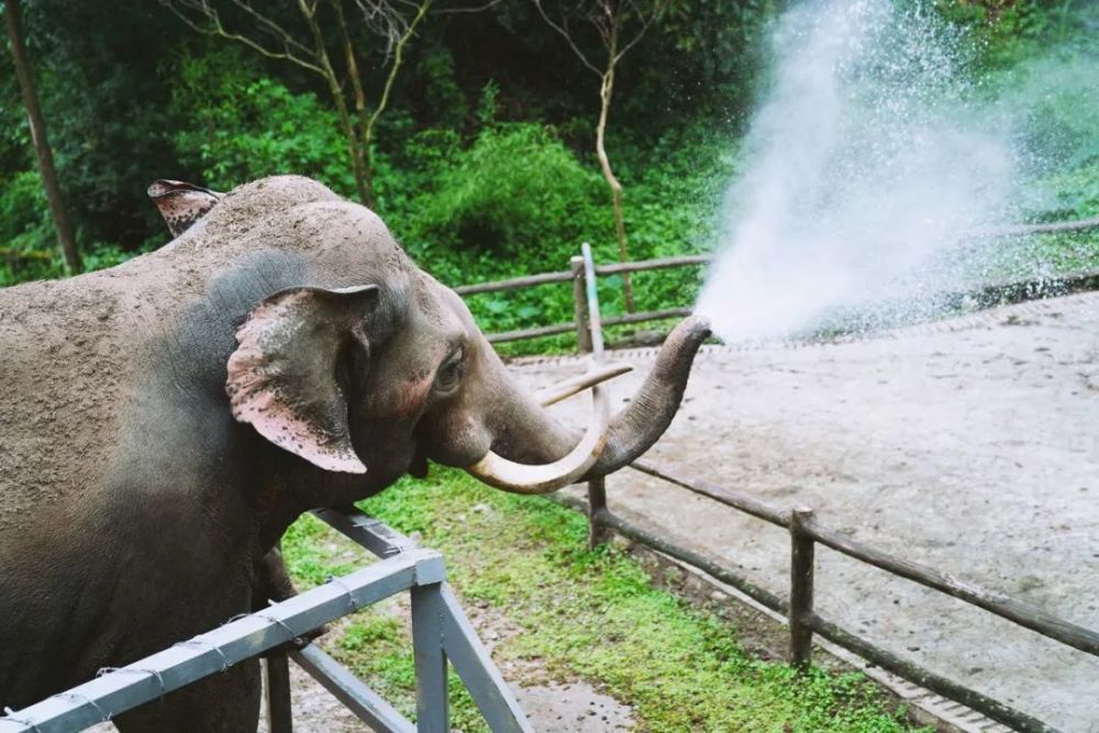 碧峰峽野生動物園免門票!錯過虧大了!_騰訊新聞