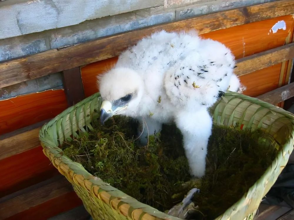 于是他们把那幼鸟送进了油锅,吃到了肚子里.