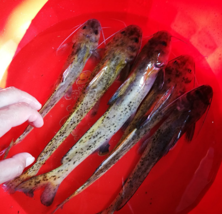 一条鱼引发央媒关注濒危鱼类芝麻剑真是吃出来的危机