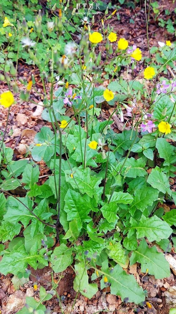 黄鹌菜一天认识一种植物
