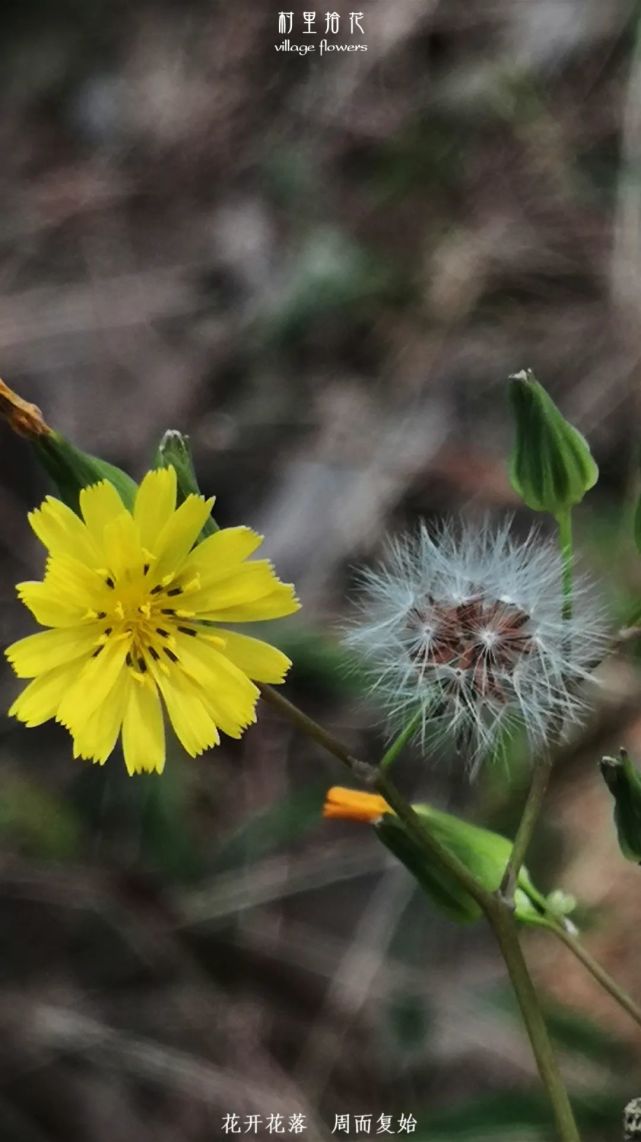 黄鹌菜一天认识一种植物