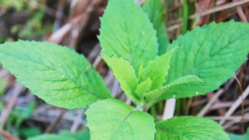 收割稻穀後的水田裡長著很多野菜這15種田間雜草可以當菜食用哦